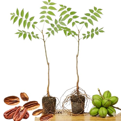 2 Pecan Plant Live Bare Roots, Pecan Tree Seedling from 12 Inc Tall