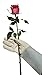 Rose Gardening Gloves by Euphoria Garden - Cowhide Leather Garden Gauntlet Gloves - Puncture Resistant Work Gloves for Men and Women, M - Best for Pruning Blackberries and Thorny Bushes