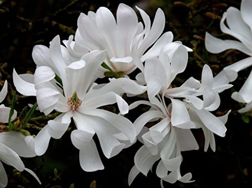 Magnolia stellata 'Water Lily' in 9cm Pot - (Star Magnolia) - Beautiful White Spring Flowers (1 Plant)