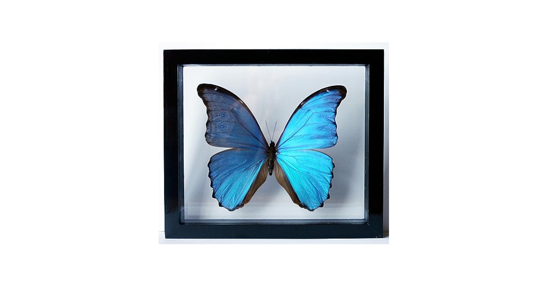 Blue butterfly 様 Free Shipping! Designart Blue Butterfly Circle Metal Wall