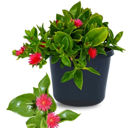 2 Red Aptenia Live Plants, Starter Red Ice Plant in