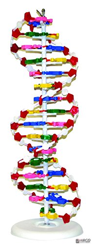 Image of Parco Scientific PADNA1 DNA Model