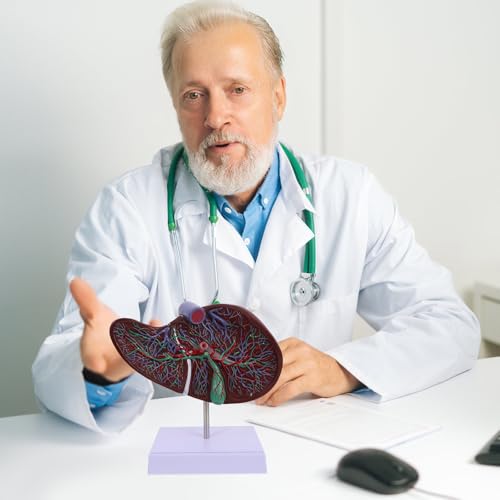 Modèle anatomique du foie Cabilock plastique pour mémoriser l'anatomie - 4