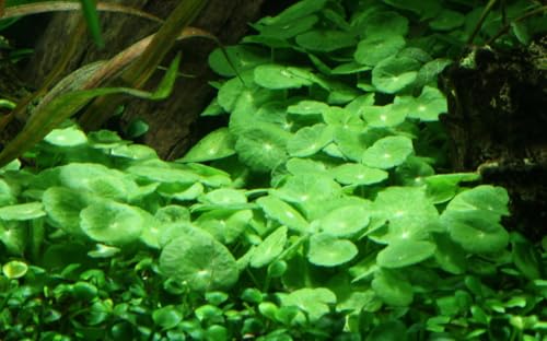 WASSERPFLANZEN WOLFF - Amerikanischer Wassernabel Hutpilzpflanze/Hydrocotyle verticillata | Einzigartige Blattform für Vordergrund & Akzen | Ideal für Nano-Aquarien und Vordergrund-Rasen |