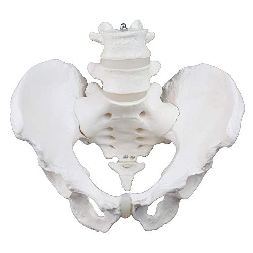Image of VAP270 Life-Size Male Pelvic with 4th & 5th Lumbar Vertebrae | Intervertebral Discs, Sacrum and Coccyx