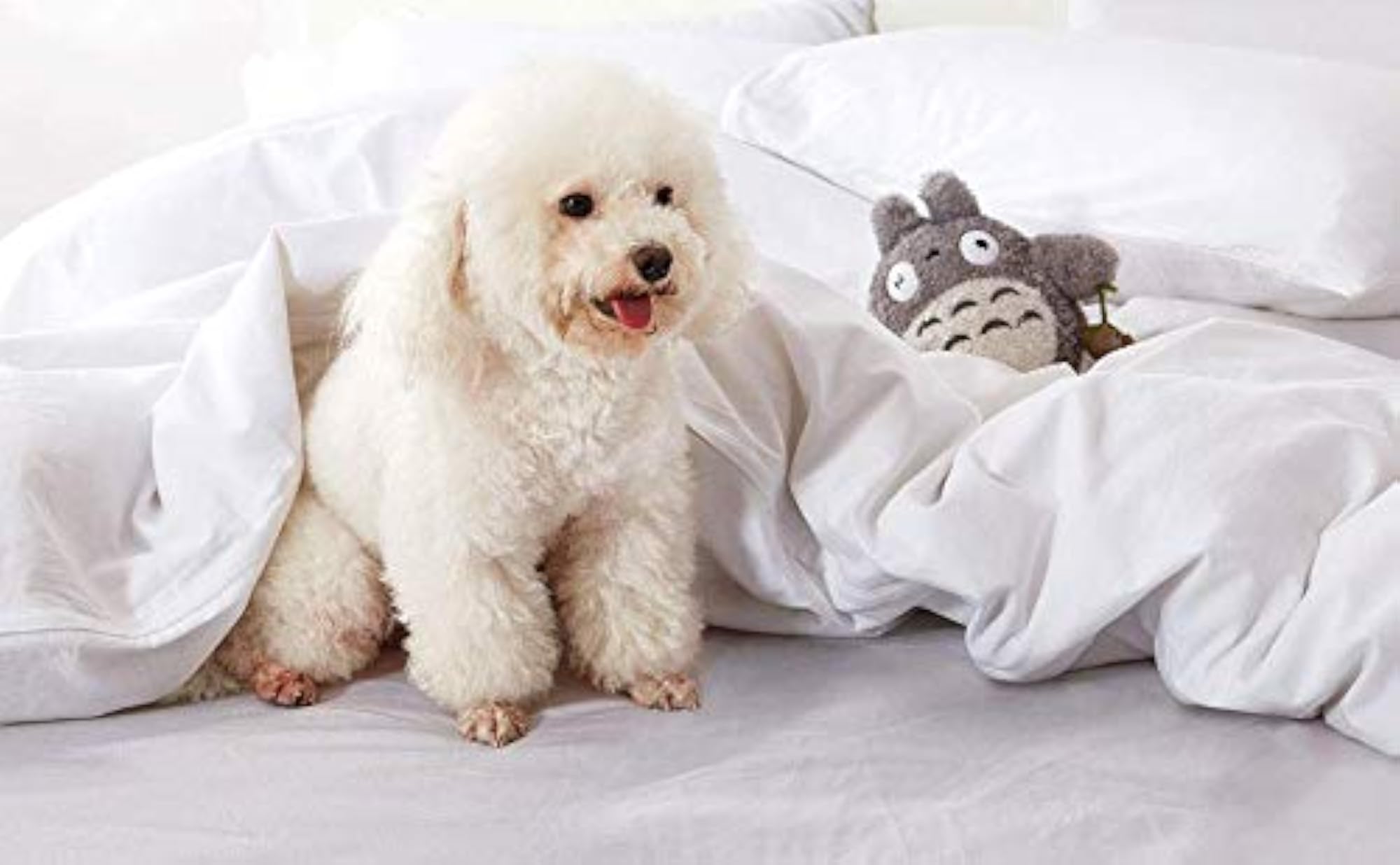 Egyptian Cotton Fitted Bedsheet with 2 Pillow Covers
