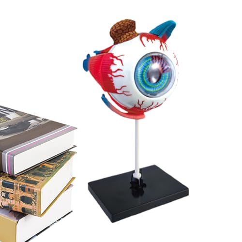 Mobilità ottimale: questo modello di occhi portatile funge da kit educativo oftalmologia e fornisce soluzioni pratiche per ambienti di aula e di apprendimento a casa, per poter studiare l'anatomia degli occhi in modo comodo ed efficace
