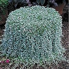 Genipap 100 piezas de semillas de plantas colgantes Dichondra Repens