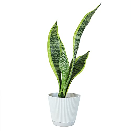 Plants for Pets Live Snake Plant with Decorative White Pot, Sansevieria Trifasciata Laurentii Succulents, Fully Rooted Indoor Potted Plants, Mother in Law Tongue Succulent and Modern Planter