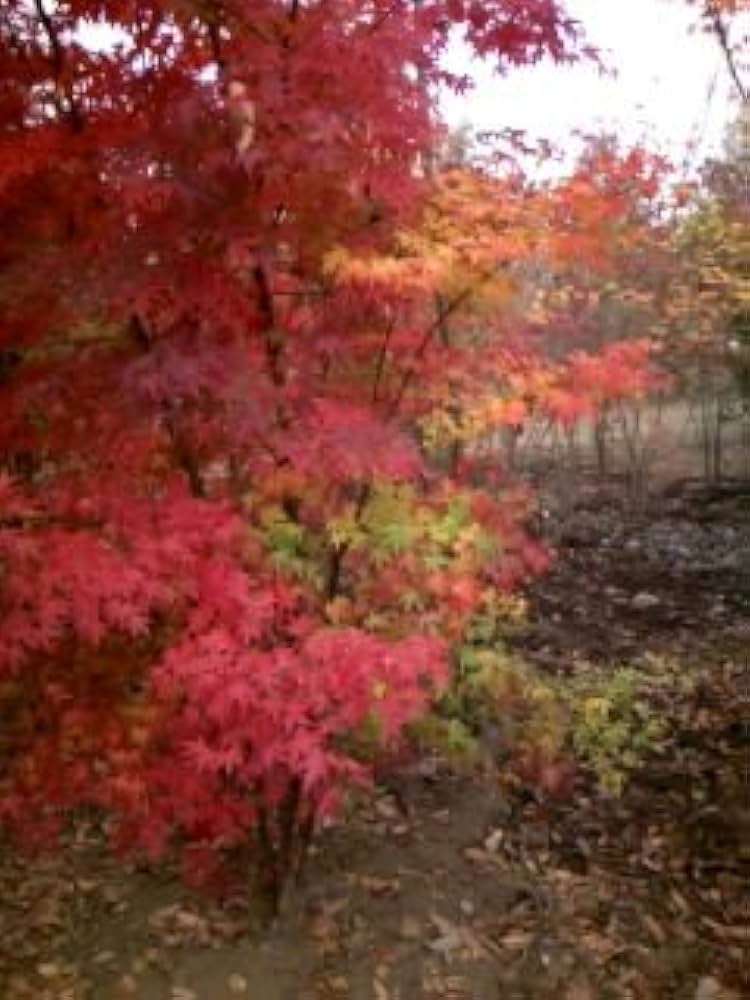 Amazon | 庭にはこの木でキマリ！！☆イロハモミジ☆株立ち 樹高