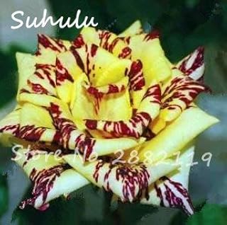 RIC 100 pcs Pink Seeds of Tiger with Pink Rod Rare Bonsai Seeds of rain Flowers Rainbow Petals Pink Plant do it Yourself House Garden Plant Mix Colors 18: only Seeds