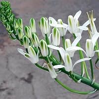 Bulbi Di Tuberosa Profumata - 4 Bulbi Per Giardino O Vaso, Fioritura Da Luglio A Ottobre - Foto 7