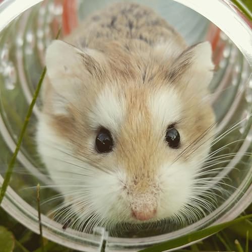 9 Absurd Inventions You (Probably) Won't See on Shark Tank