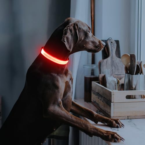 Illumifun Leuchthalsband Hund Aufladbar LED Hundehalsband Wasserdichtes Leuchthalsband für kleine und große Hunde, Hundelichter für nächtliche Spaziergänge (Rot, L)