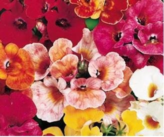 Nemesia Mixed Flower Seeds (Pack of 100 Seeds)-picture-23