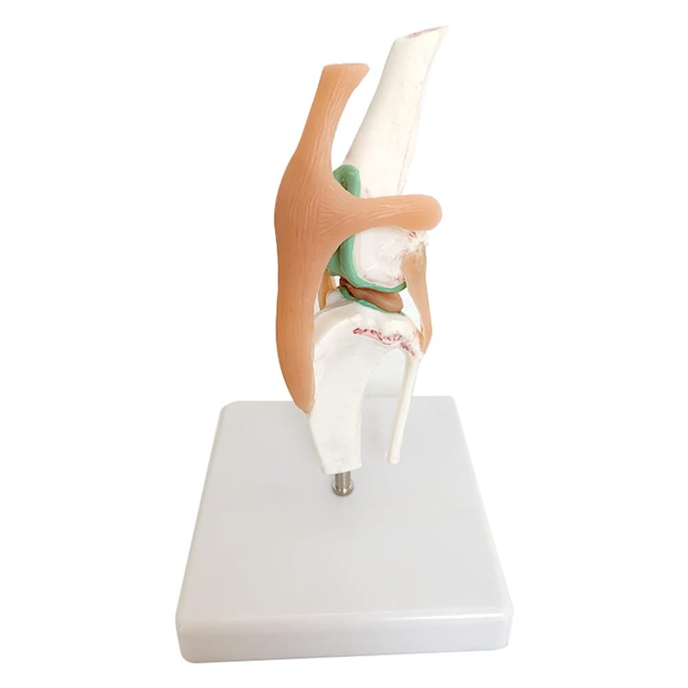 Modell zum Lernen der Gelenke und des Skeletts des Hundes mit Knie- und Bandfunktionen für die Erziehung von Haustieren