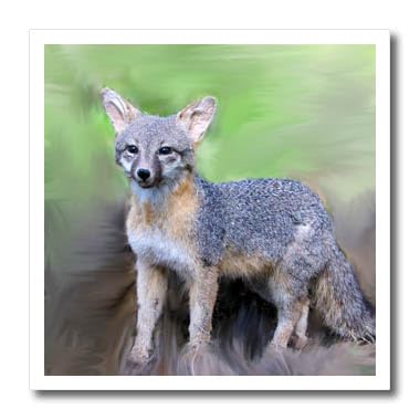 Amazon.com: 3dRose ht_4657_1 Gray Fox Iron on Heat Transfer for