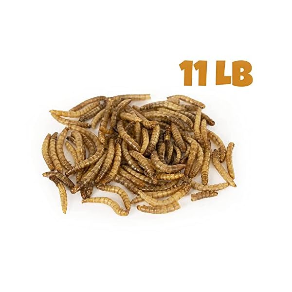 MBTP Bulk Dried Mealworms Treats for Chickens & Wild Birds (11 Lbs