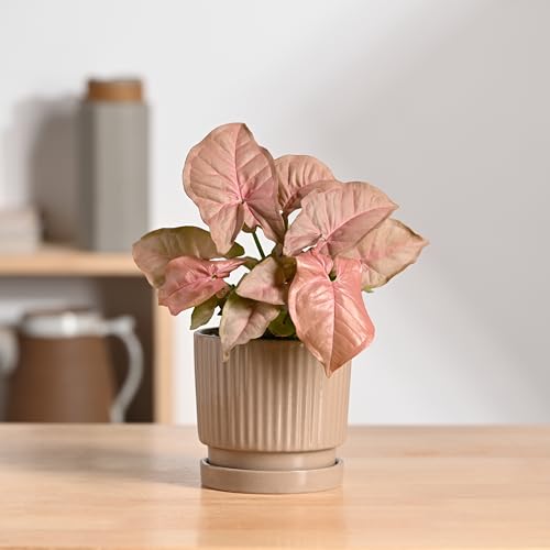 Image of UGAOO Roma Ceramic Pot for Indoor Plants, 4 Inch - Curtain Brown