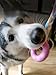 Imagen de CAMITER Juguetes para Perros