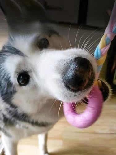 CAMITER Hundespielzeug, Kauspielzeug für Hunde, Aggressives Kauspielzeug für Welpen/kleine, mittelgroße Hunde mit Ball und Baumwollseilen Interaktives Hundespielzeug-Seil Kauen(7 Stück) (Rosa)