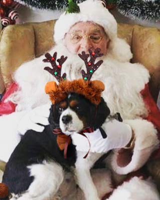 Reindeer Costume For Dogs,Christmas Dog Reindeer Antlers Headband Tail And Pet Bow Tie Collar #TOP4