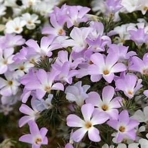 Graines De Fleurs De Phlox Des Montagnes (Linanthus Grandiflorus)
