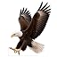 Bald Eagle03