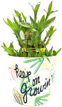 Generic Three Layer Lucky Bamboo Indoor House Plant Inside Keep On Growing Pot, Green