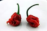 Germinación de Las Semillas: Semillas de Carolina del Reaper Chilli Pepper x 50 + Hot Semillas HP22B Compre 2 y Obtenga 1 Gratis