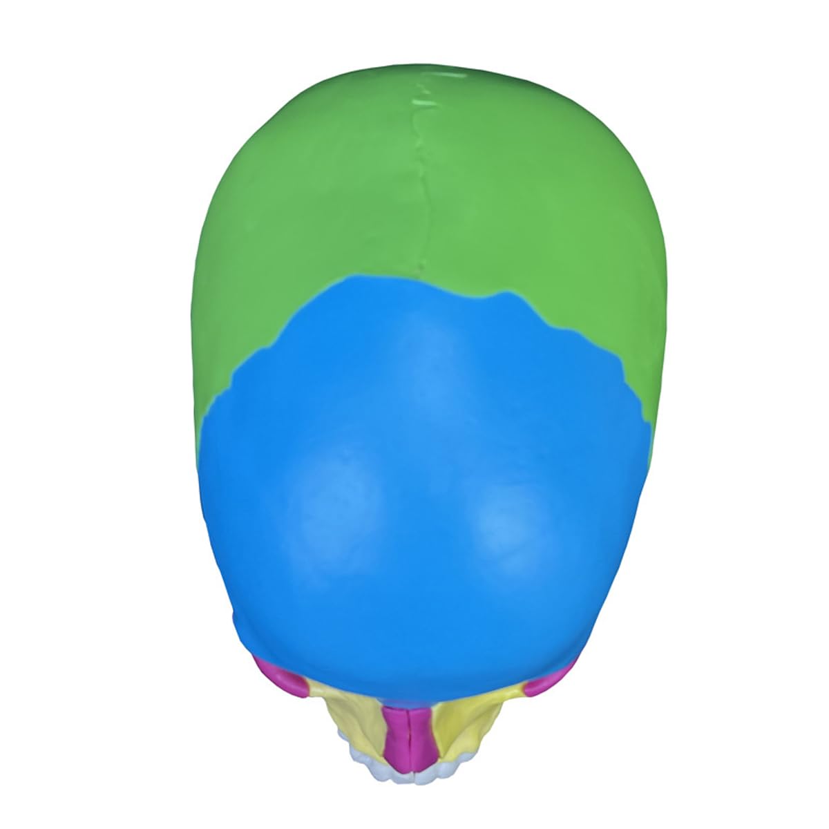 Rompecabezas De Modelo De Cráneo Humano, Modelo Anatómico Desmontable De 22 Piezas para Educación Médica, Equipo Didáctico Ideal para Clínicas Dentales Y Aprendizaje.