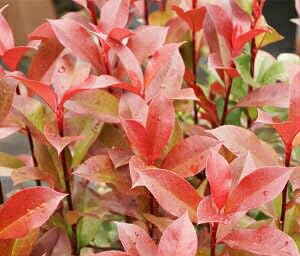 Amazon.co.jp: 苗/苗木 【50本セット】 レッドロビン 樹高0.6m前後