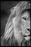 Christian Notebook | Lion Face Photography | Black and white | 100 pages