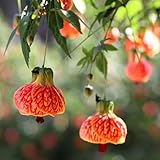2 Abutilon Plants Live 5-8 Inches Tall - Abutilon Lantern Trailing Hanging Flower Vine Perfect for Enhancing Your Indoor Outdoor Garden (Orange)