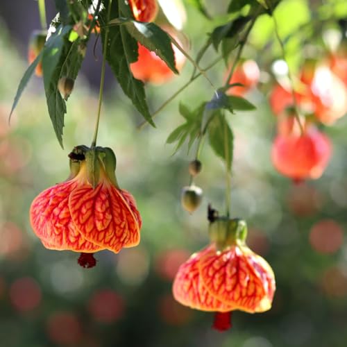 2 Orange Abutilon Live Plants, Starter Plant for Patio, 5-8 Inch Tall