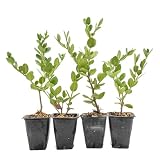 4 Green Carpet Natal Plum in 3.5" Nursery Cubes | Carissa ‘Green Carpet’ | Low-Growing Evergreen Groundcover for Landscapes, Slopes & Borders | Live Starter Plants