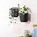 CISEANOL 2 Pcs Wall Mounted Hanging Planter Vase for Indoor and Outdoor Plants Modern Metal Wall and Ceiling Planter Minimalist Flower Pot (Black, 5.91 inch)