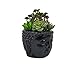 Coliseum Studio Inc - Buddha Head Planter - Indoor/Outdoor Decorative Flower Pot - Concrete Planters with Drainage - for Succulents & Cacti - Handmade in The USA - Medium - 5.5