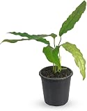 LEAL PLANTS ECUADOR Monstera Amazonica| Swiss Cheese Plant| Live Plants for Decoration| Indoor Houseplant | Live Plant Easy to Grow Indoor|Air Purifying Live Plants