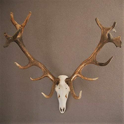 GTK - Geweihe & Trophäen KRUMHOLZ Starkes 16 Ender ROTHIRSCH Hirsch Geweih Hirschgeweih mit ganzer Nase und Oberkiefer H111cm