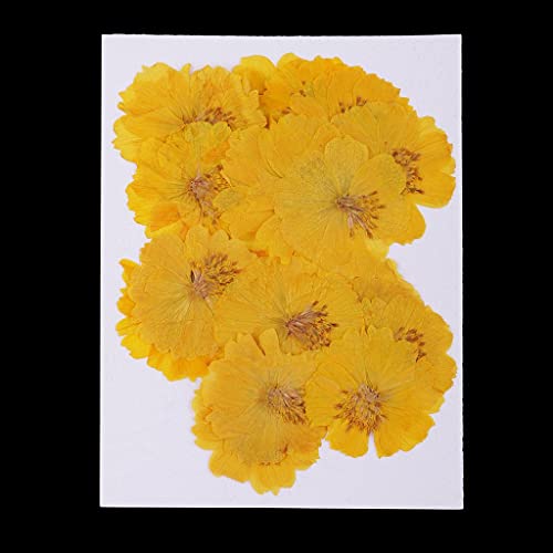 20 flores secas amarillas Coreopsis para decoración miniatura 4