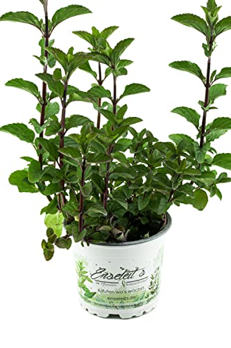 Menta Hillarys dulce limón, planta de menta, planta de hierbas resistentes al invierno!