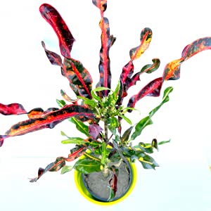 Genericbarma croton plant for home gardening