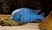 WorldwideTropicals Live Freshwater Aquarium Fish - 3-4" Malawi Blue Dolphin - Cyrtocara Moorii - by Live Tropical Fish - Great For Aquariums - Populate Your Fish Tank!