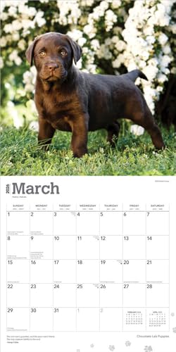 Chocolate Labrador Retriever Puppies | 2026 12 x 24 Inch (Hanging) Monthly Square Wall Calendar | Plastic-Free | BrownTrout | Animals Dog Breeds Puppy - image 3