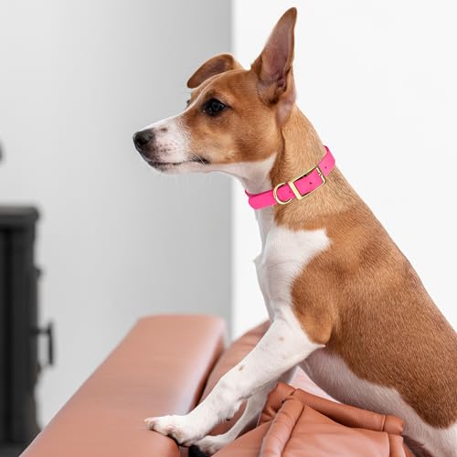 Image of Viper Biothane Heavy Duty Waterproof Dog Collar Strong Coated Nylon Webbing w /Solid Brass Hardware Odor-Proof Easy to Clean High Performance Fits Small Medium or Large Dogs, Passionfruit Pink