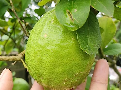 Image of GreenWorld Gandharaj Lemon Live Plant (Grafted), Live Citrus Lemon Plant for Home Garden, Outdoor /Indoor Potted Fruit Plant, Healthy Air Layered Nimboo Tree, Gardening Plant