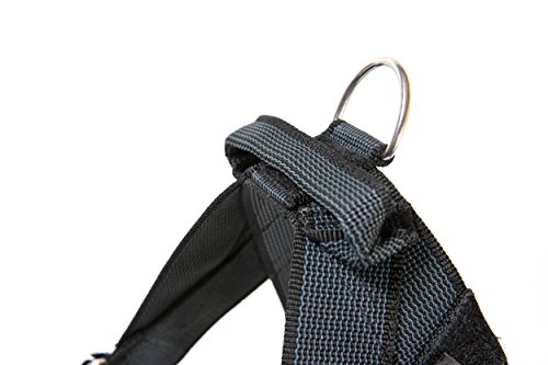 Julius-K9, IDC® Color & Gray® Beltgeschirr