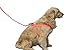 LittleTail Nylon Pet Harness, X-Large, Orange