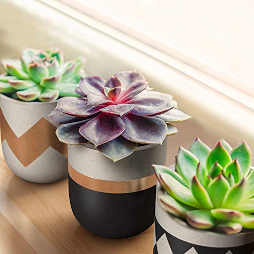 3 inch Small Succulent Pots with Drainage - Set of 3 Concrete Planter Pots for Succulent Plants - Cement Planter Cactus Pots - Use as Succulent Planter, Cactus Pot, Mini Succulent Pots, Cactus Planter